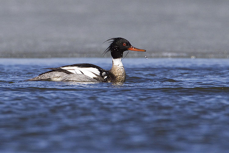 red-breasted merganser 050209_MG_8534