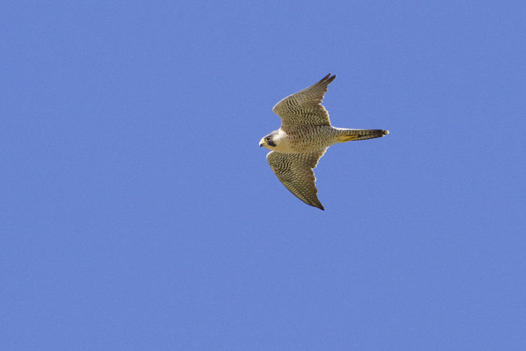 peregrine falcon 050309_MG_9300