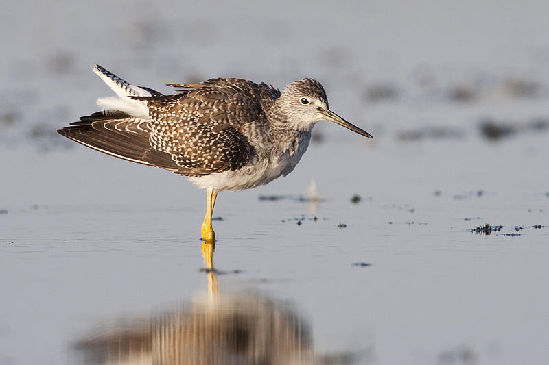 greater yellowlegs 083009_MG_8341