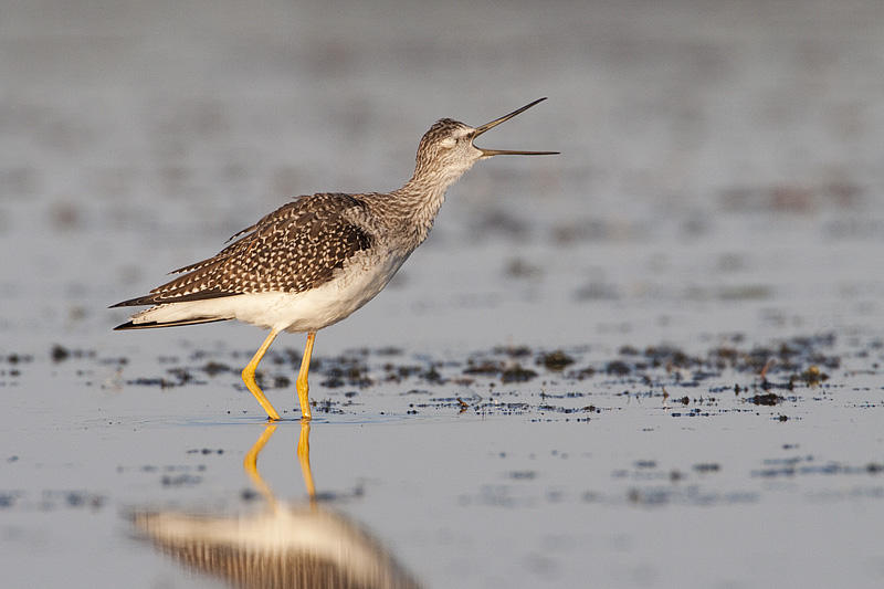 greater yellowlegs 083009_MG_8409