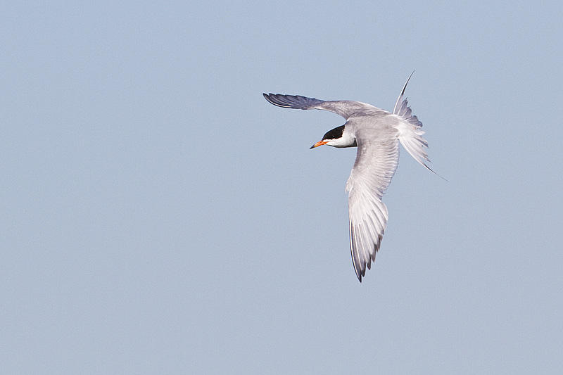 forsters tern 072410_MG_7138