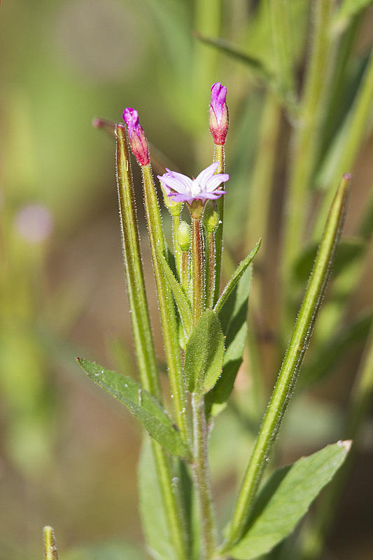 flower 080210_MG_1291