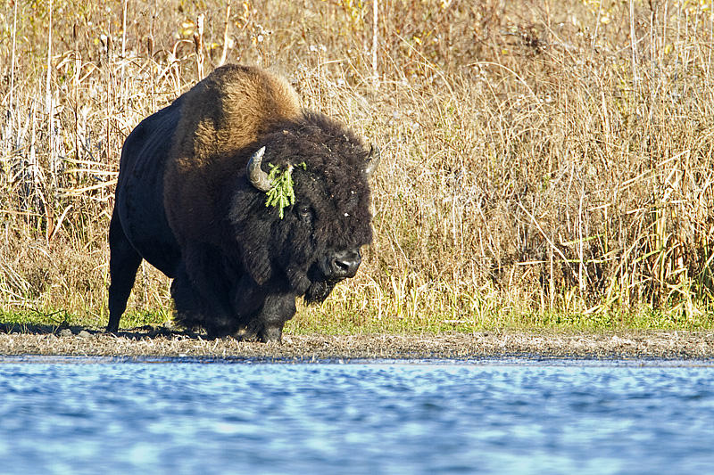 bison 100110_MG_7295