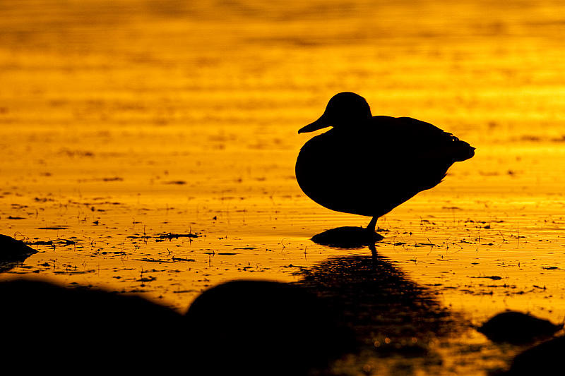 mallard 100110_MG_7437