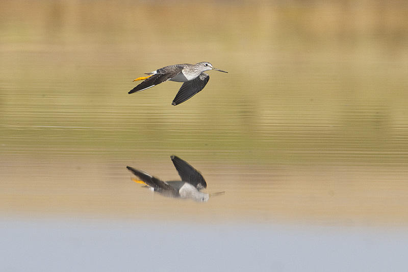 greater yellowlegs 100210_MG_7831
