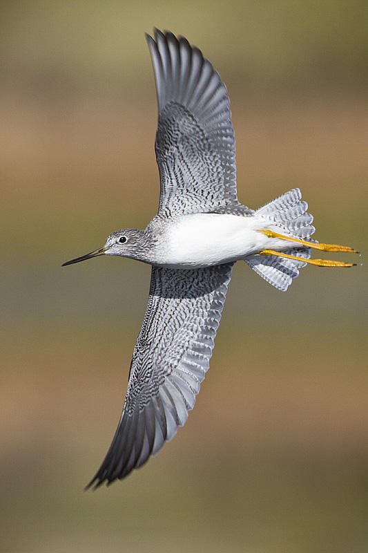 greater yellowlegs 100210_MG_7917