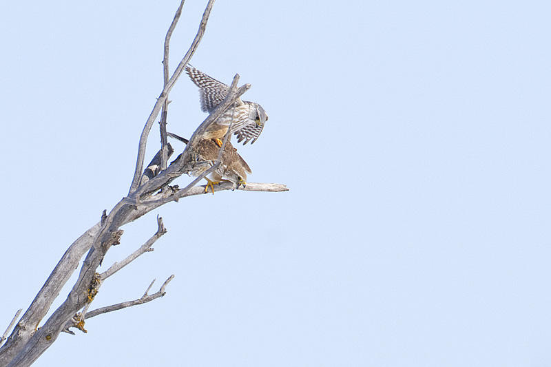 merlins 040311_MG_8652