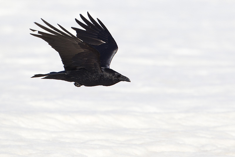 common raven 040311_MG_5547