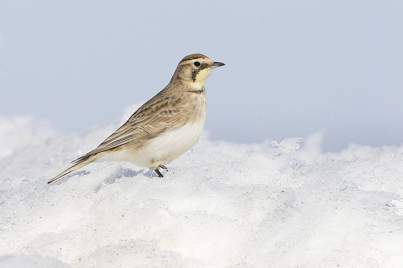 horned lark 040311_MG_5488