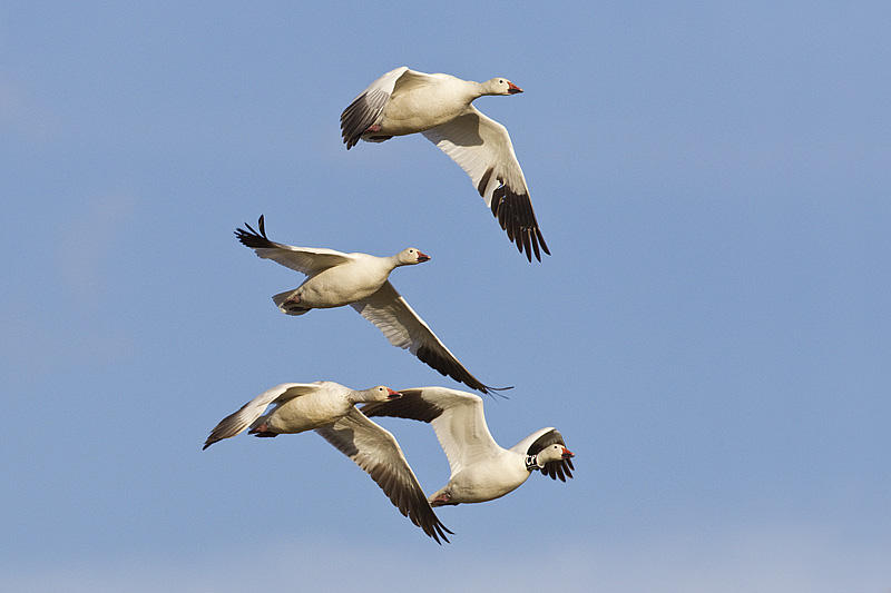 snow geese 050811_MG_6511