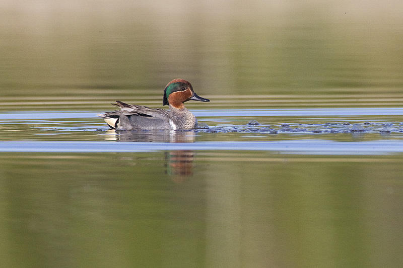 green-winged teal 051811_MG_4308
