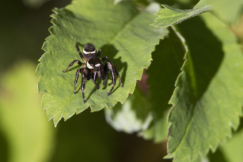 jumping spider Eris militaris 073011IMG_9604