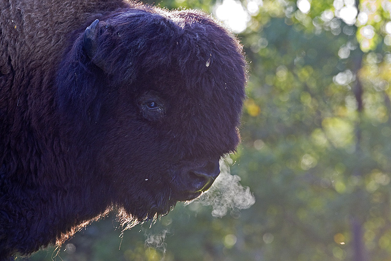 bison 091512_MG_3220 