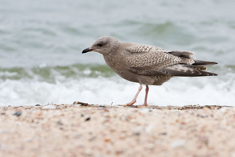 thayers gull 110407IMG_0223