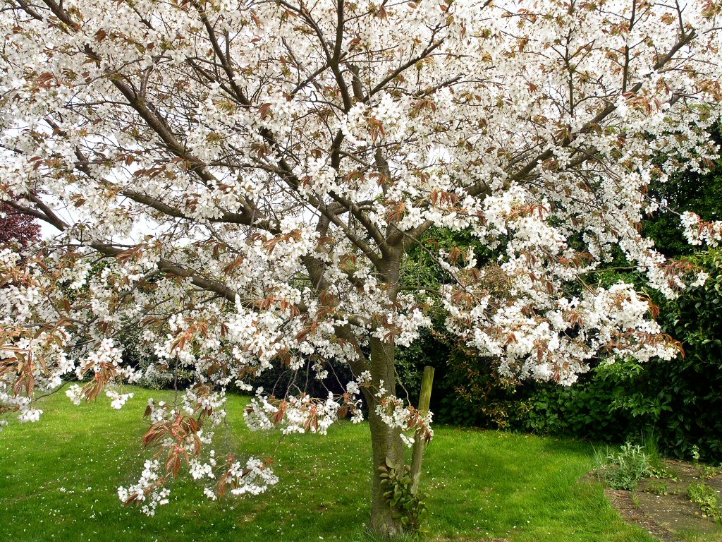 Cherrt tree in full bloom.jpg