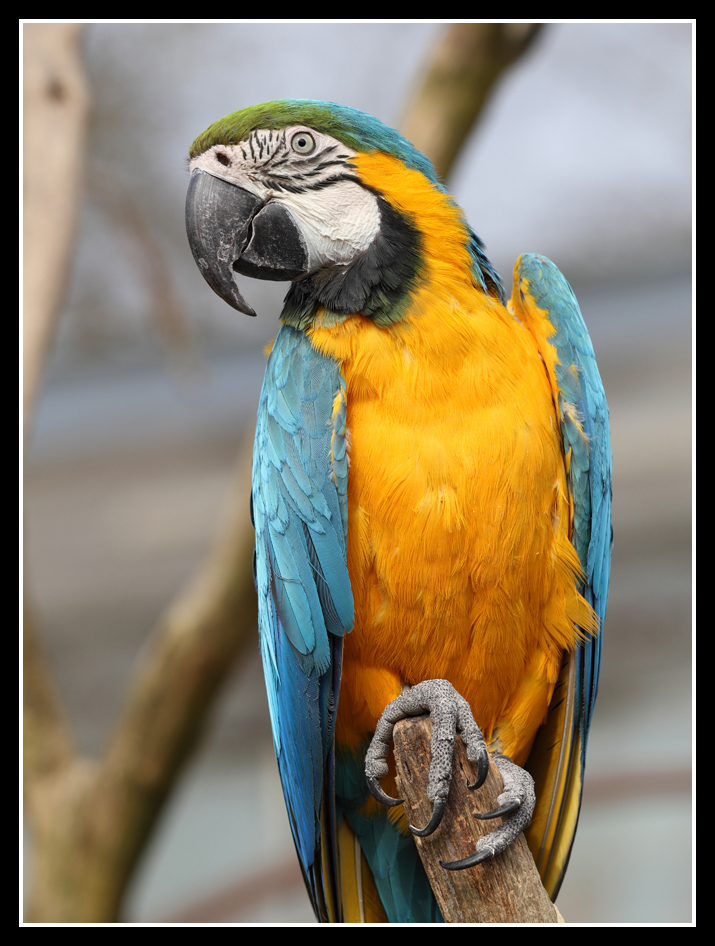 Blue and Gold Macaw