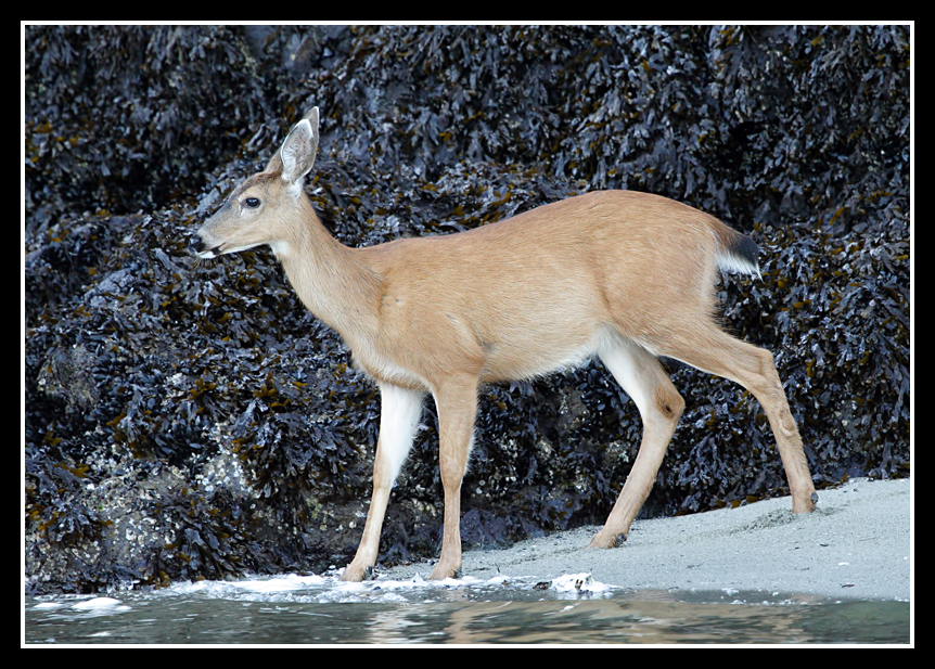 Mule Deer