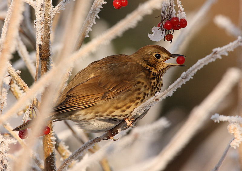 Song thrush - Turdus philomelos