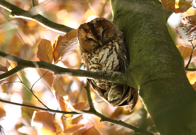 Tawny owl - Strix aluco