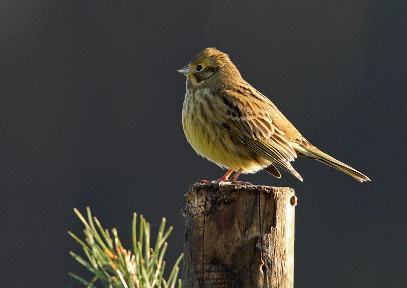 Yellowhammer - Emberiza citrinella