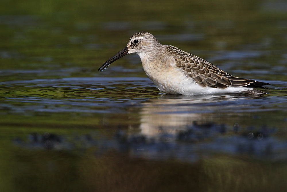 Krombekstrandloper - Curlew Sandpiper