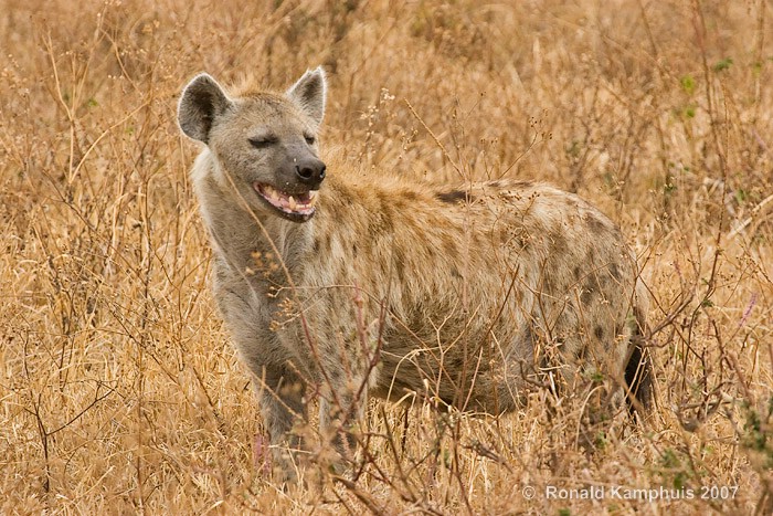 Hyena