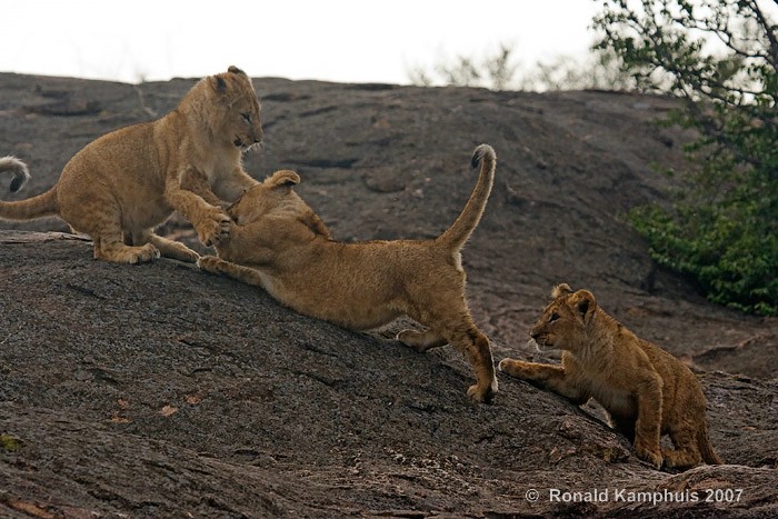 Lion cubs - Leeuwen welpen