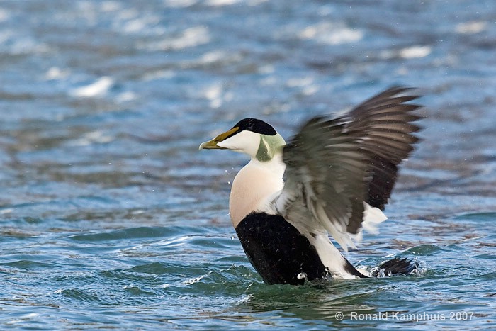 Common eider - Eider