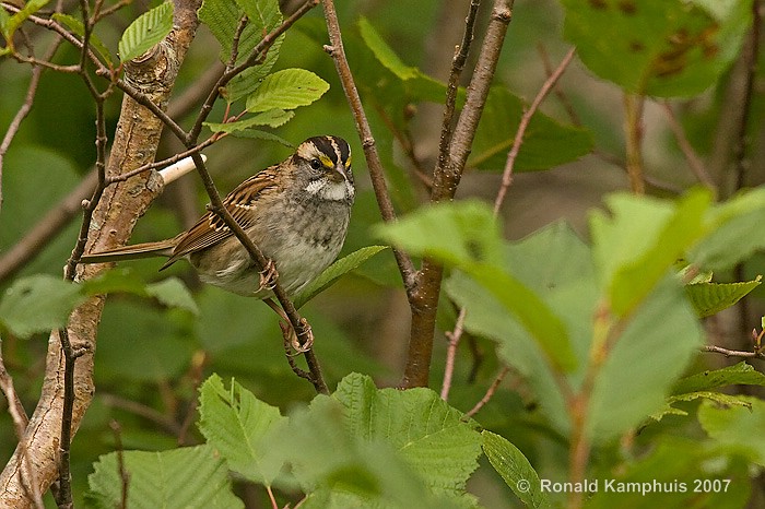 White-throated sparrow - Witkeelgors