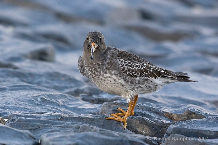 Purple sandpiper - Paarse strandloper