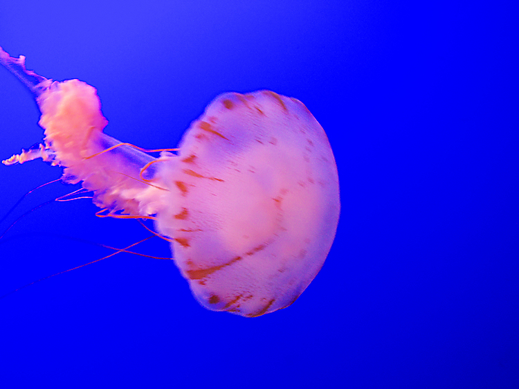 Aquarium Jellyfish - 1.jpg