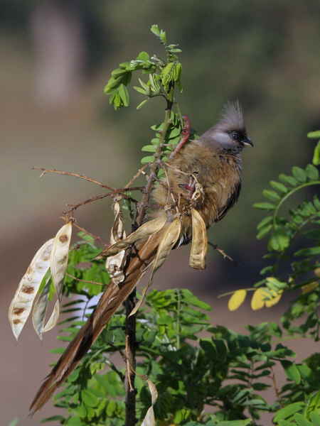 Speckled Mousebird, Axum