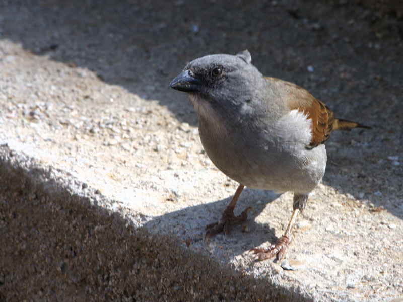 Swainsons Sparrow, Axum