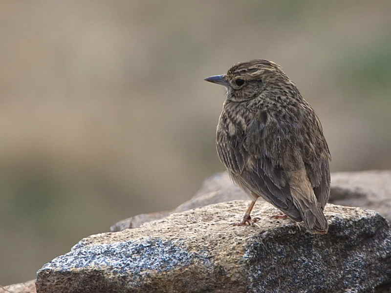 Thekla Lark, Axum