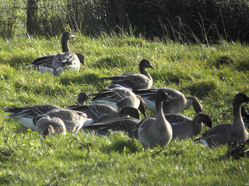Taiga Bean Geese, Fannyside Muir, Clyde