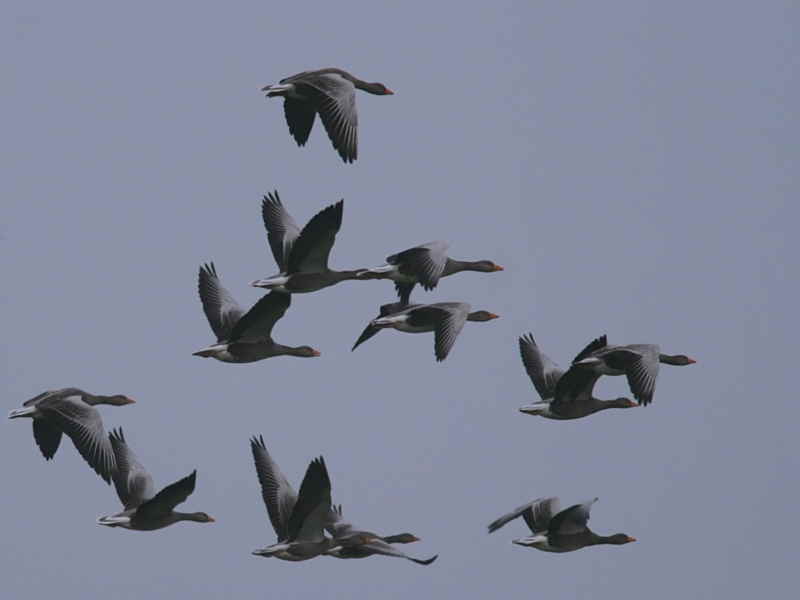 Greylag Goose, North Ronaldsay, Orkney