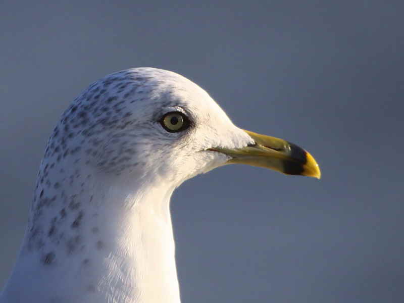 Ring-billed Gull, Dundee