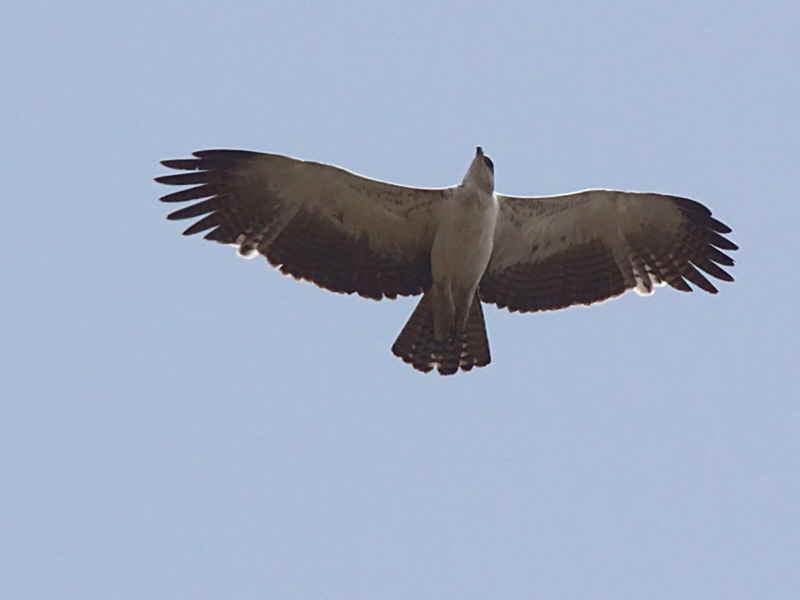 Martial Eagle (juvenile), Mole NP, Ghana
