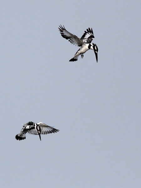 Pied Kingfisher, Sakumono Lagoon, Ghana