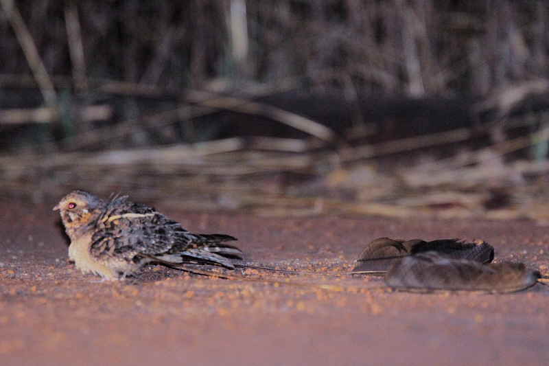 Standard-winged Nightjar, Mole NP, Ghana