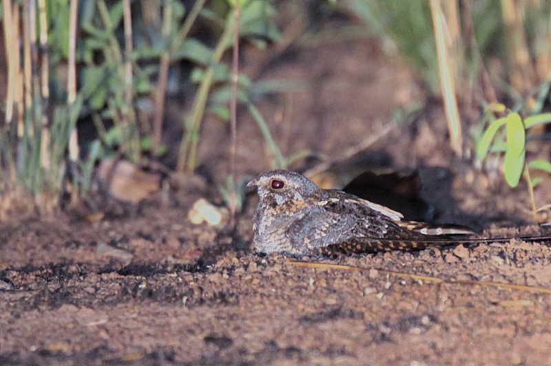 Standard-winged Nightjar, Mole NP, Ghana