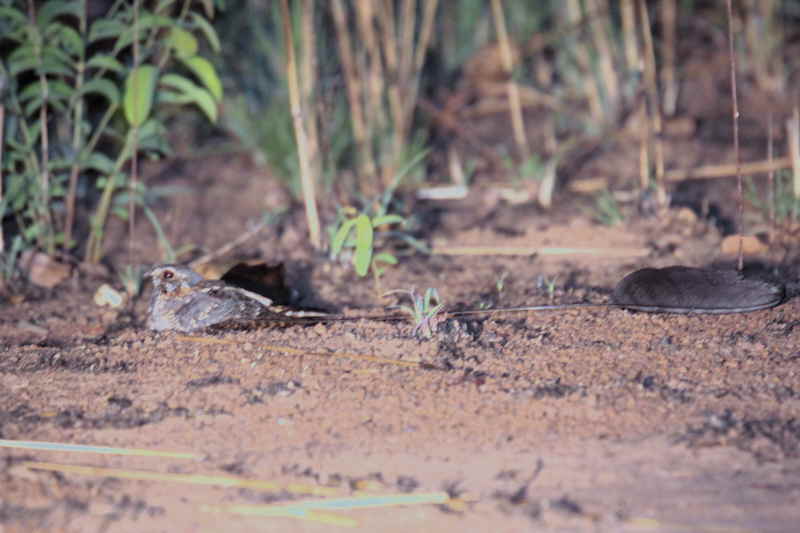 Standard-winged Nightjar, Mole NP, Ghana