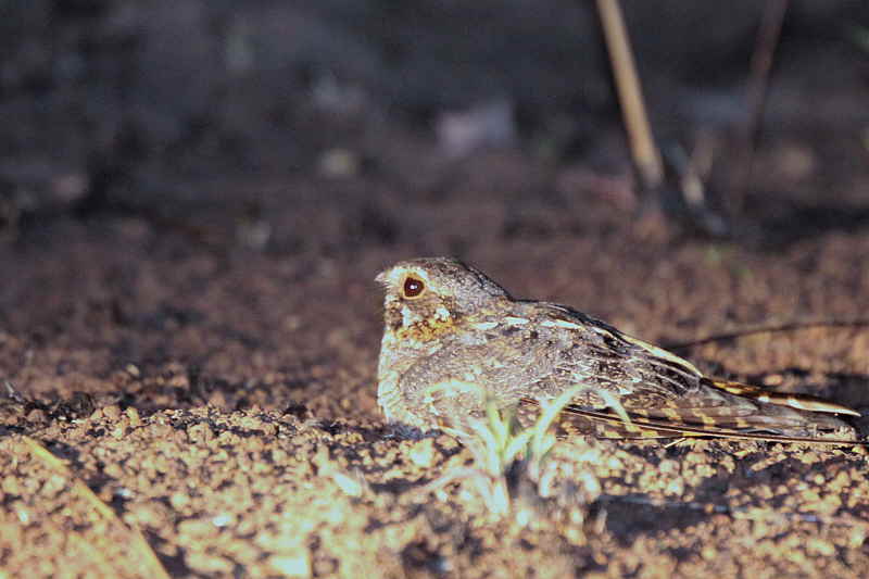 Standard-winged Nightjar, Mole NP, Ghana