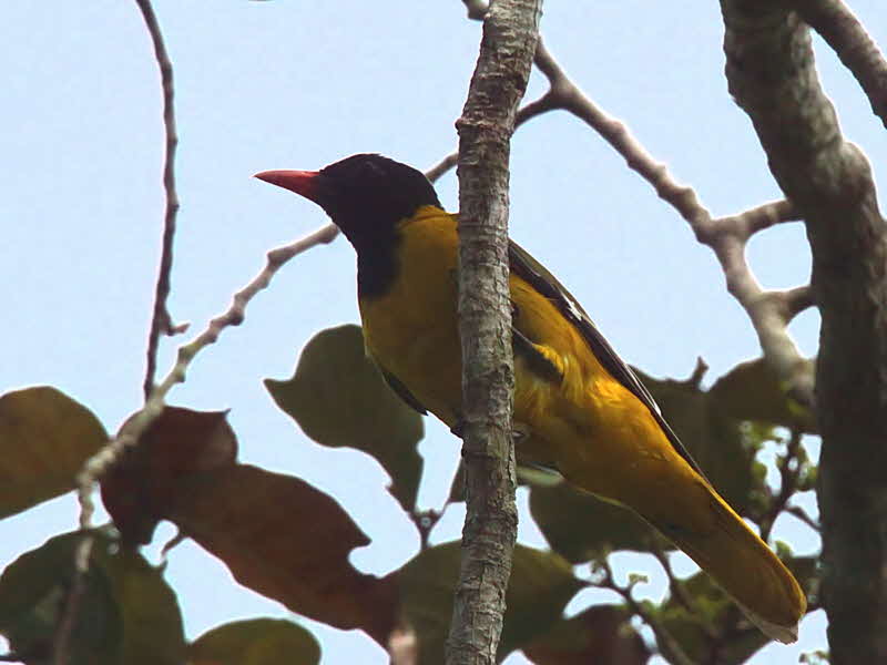Western Black-headed Oriole, Kakum NP, Ghana