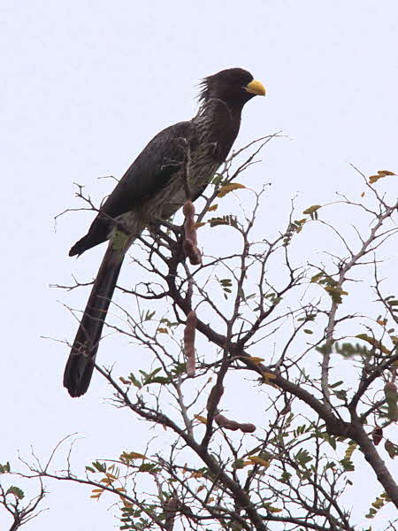 Western Grey Plantain-eater, Tono Dam, Ghana