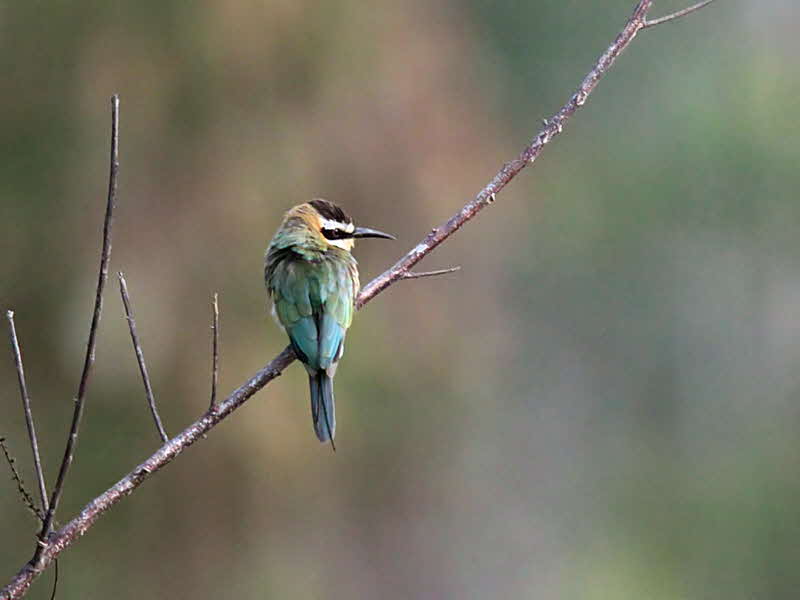 White-throated Bee-eater, Winneba Plains, Ghana