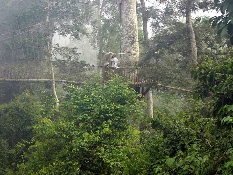 Birding on the Canopy Walkway, Kakum NP, Ghana