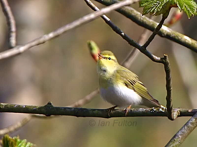 Wood Warbler, Pass of Leny, Upper Forth