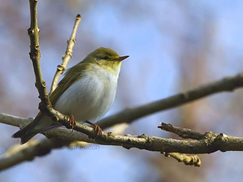 Wood Warbler, Pass of Leny, Upper Forth