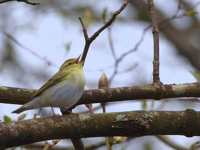 Wood Warbler, Pass of Leny, Upper Forth